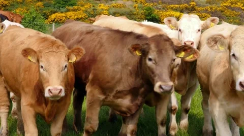 Cows on a meadow and gorse, typical plant in Northern Ireland Stock Footage 64208507