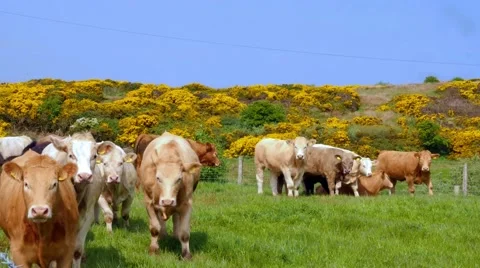 Cows on a meadow and gorse, typical plant in Northern Ireland Stock Footage 64208509