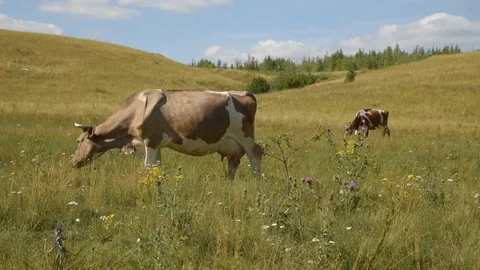 Cows in the meadow chew grass. Stock Footage 119267796