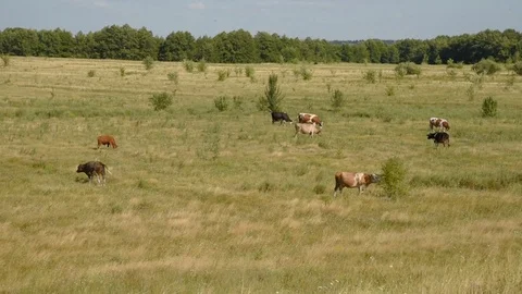 Cows in the meadow chew grass. Stock Footage 119267923