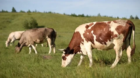 Cows in the meadow chew grass. Stock Footage 150510686