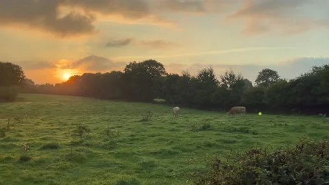 Cows in the meadow chew grass Stock Footage 168331146