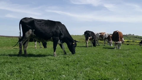 Cows on the meadow, cowbells ringing Stock Footage 82109007