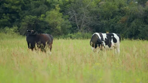 Cows in the meadow, Cows in the pasture Stock Footage 171598670