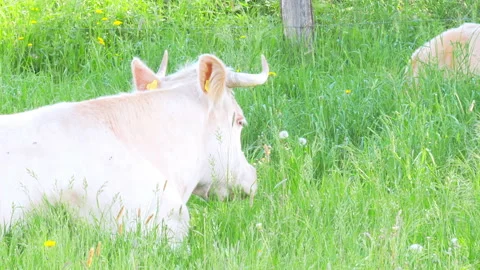 Cows in a meadow on a dairy farm Vídeo Stock 89968613