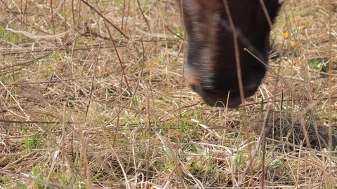 Cows on the meadow at early spring time Stock Footage 127894221