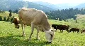 Cows on meadow HD Footage