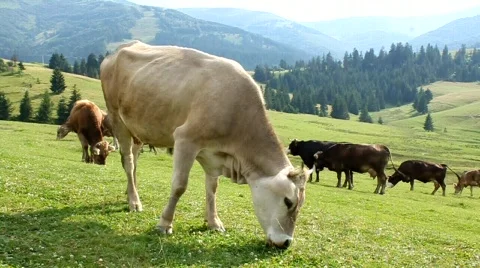 Cows on meadow Stock Footage 695875