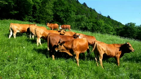 Cows on a meadow Stock Footage 821738