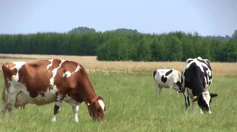 Cows in the meadow 库存影片 26214184