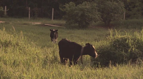 Cows in a meadow Stock Footage 34662840