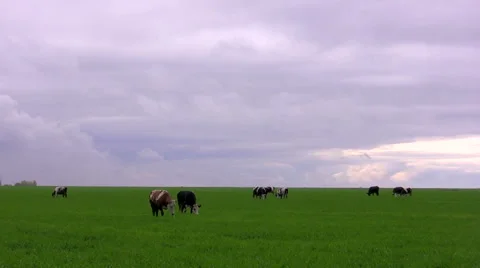 Cows on a meadow Stock-Footage 46164077