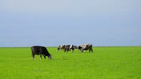 Cows on a meadow Stock Footage 50126187