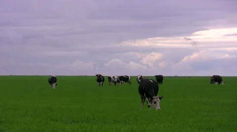Cows on a meadow Stock Footage 50599518
