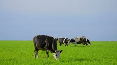 Cows on a meadow Stock Footage 50960071
