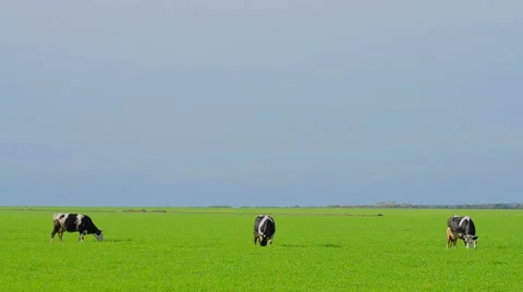 Cows on a meadow Stock-Footage 50960145