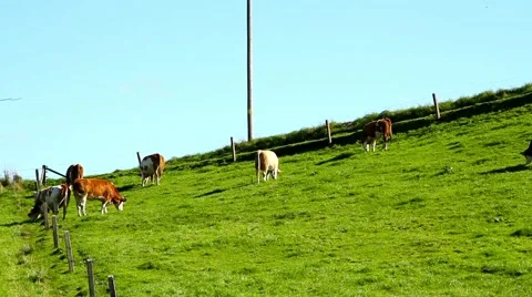 Cows on a meadow Stock Footage 55649657