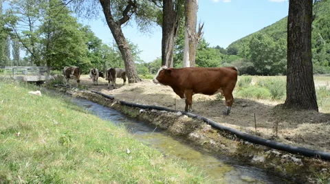Cows In a Meadow Stock Footage 61938214