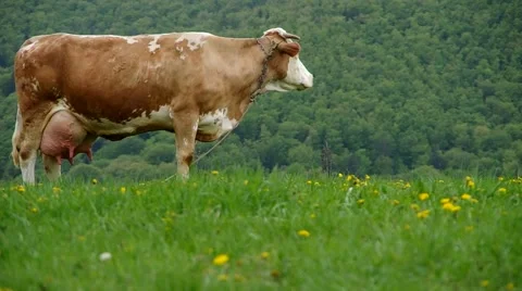 Cows on the meadow Stock Footage 67634913