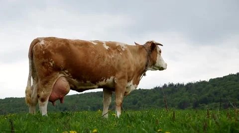 Cows on the meadow Stock Footage 67634925