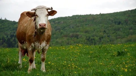 Cows on the meadow Stock Footage 67634934