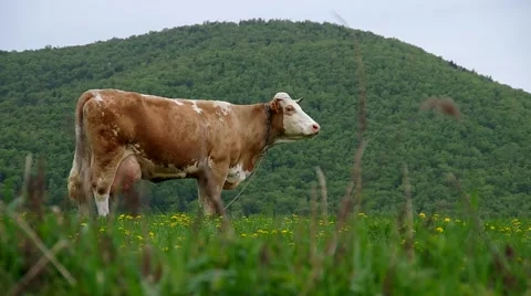 Cows on the meadow Stock Footage 67634939