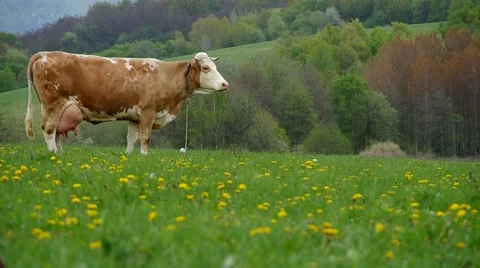 Cows on the meadow Stock Footage 68743772