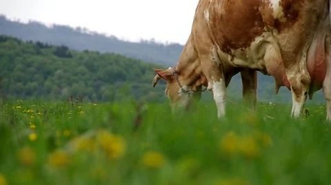 Cows on the meadow Stock Footage 68743896