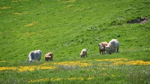 Cows in the Meadow Stock Footage 87792603