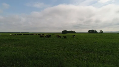 Cows in a meadow Stock Footage 91623172