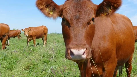 Cows on meadow Stock Footage 94529759