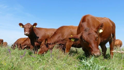 Cows on meadow Stock Footage 94530089