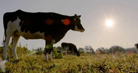 Cows on a meadow Stock Footage 102945844