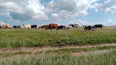 Cows in the meadow Видео 155844200