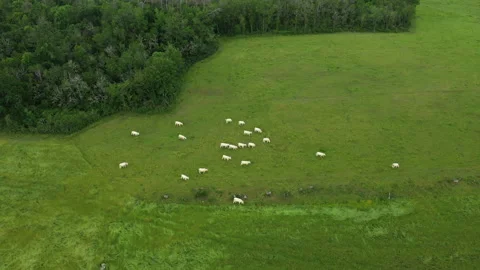 Cows in a meadow Stock Footage 164236270