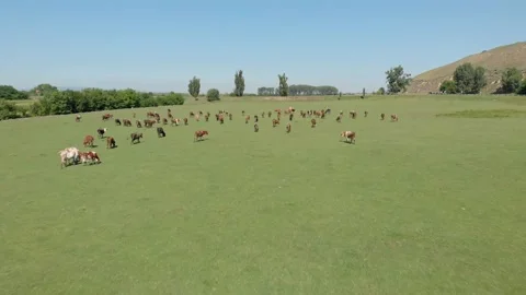 Cows in the meadow Stock Footage 171571690