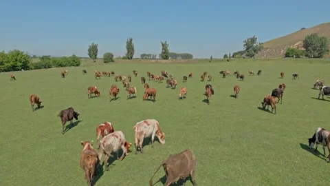 Cows in the meadow Stock Footage 171571747