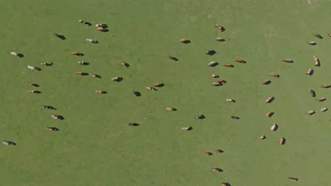 Cows in the meadow Stock Footage 171571978