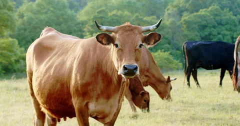 Cows in meadow Stock Footage 196971249