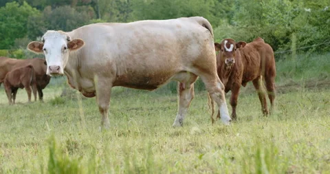 Cows in meadow Stock Footage 196971403
