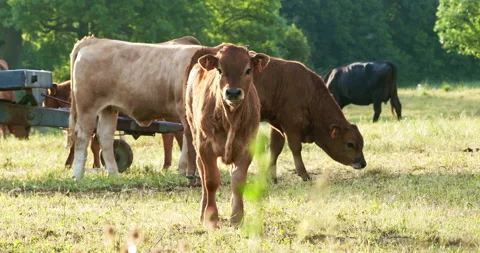 Cows in meadow Stock Footage 196972359