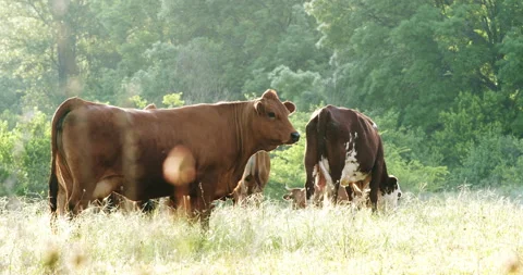 Cows in meadow Stock Footage 196972752