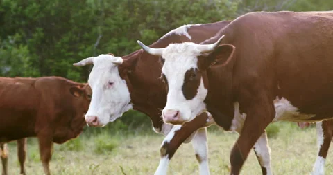 Cows in meadow Stock Footage 196972767