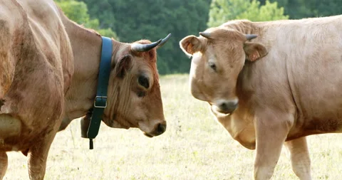 Cows in meadow Stock Footage 196973674