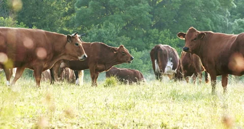 Cows in meadow Stock Footage 196974205