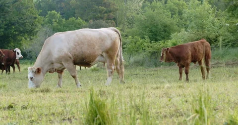 Cows in meadow Stock Footage 196984530