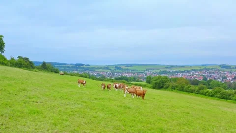Cows on the meadow Stock-Footage 280827566