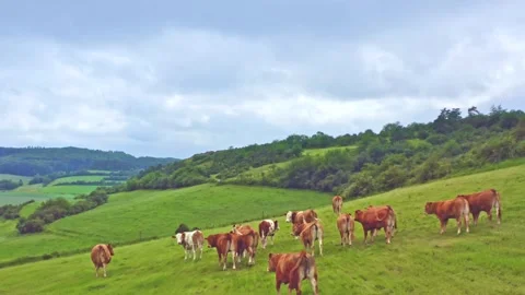 Cows on the meadow Stock Footage 280827779