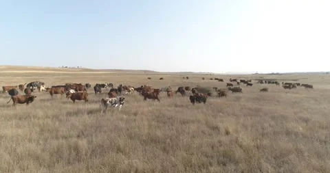 Cows in a meadow Stock Footage 312324560