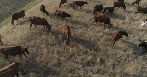 Cows in a meadow Stock Footage 312324590